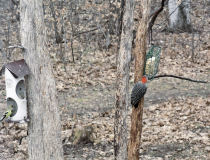 female Red-Bellied Woodpecker