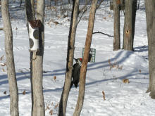 The female between two trees