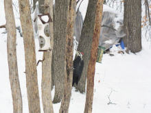The female climbing the tree