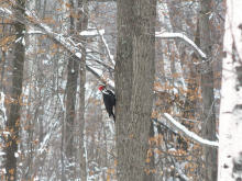 The female at a distance