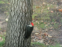 A closeup on the tree