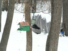 Hanging from the suet
