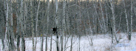 The male fleeing