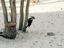 Climbing down to the suet