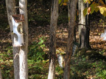 looking for suet, Oct 10, 2005)