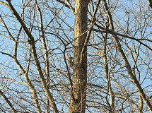 climbing the tree