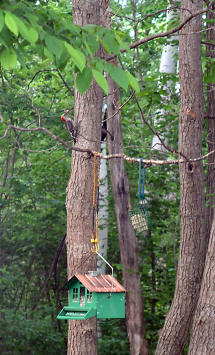 what is he carrying up the tree?