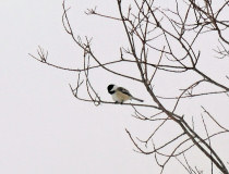 Chickadee on one of the trees in front
