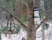 Chickadee, Downy and Nuthatch on the front feeder, 12/02/05