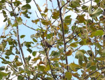 a Hummingbird in the tree