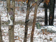 With a Goldfinch during a November snowfall