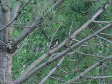 Hiding in the Pine on a June Evening