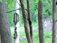 In early June