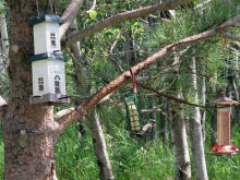 Suet on a July afternoon
