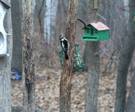Guarding the suet on November 4, 2005