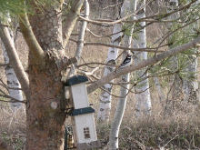 In the front Pine tree in April