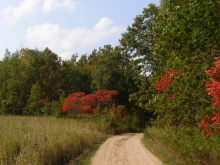 Sumac turning red
