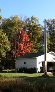 a tree in our back yard