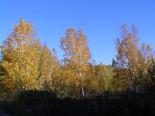 along Los Lake Trail