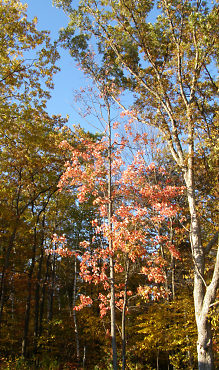 in our back yard