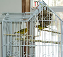 Our new pair of Saffrons
